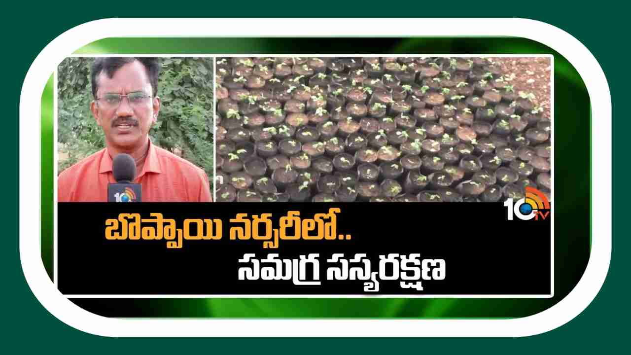 Plant Protection In Papaya : బొప్పాయి నారుమడుల్లో చీడపీడల గండం.. నివారణకు చేపట్టాల్సిన చర్యలు
