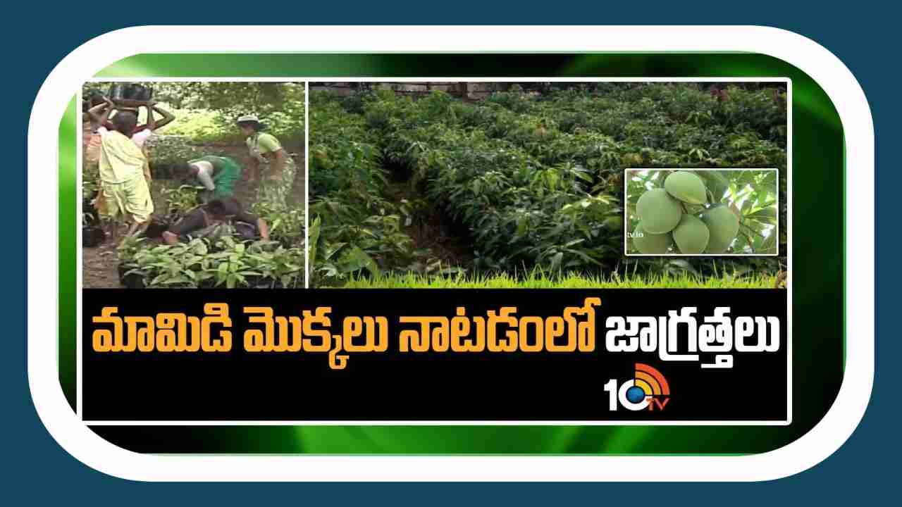 Planting of Mango Plants : మామిడి మొక్కలు నాటేటప్పుడు తీసుకోవాల్సిన జాగ్రత్తలు