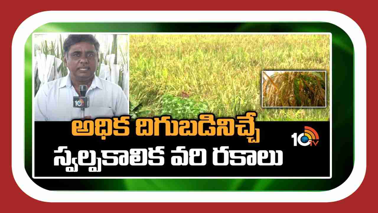 Rice Varieties : అధిక దిగుబడినిచ్చే స్వల్పకాలిక వరి రకాలు