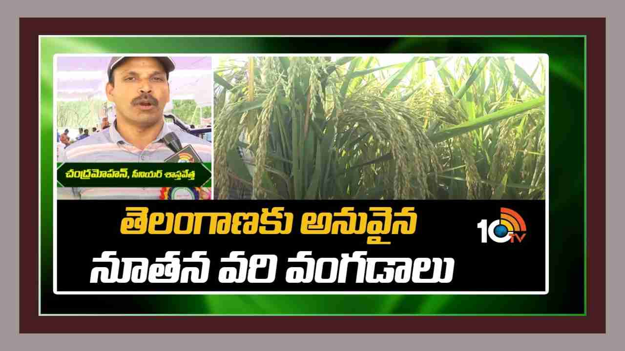 kharif Rice varieties : ఖరీఫ్ సాగుకు అనువైన వరి రకాలు.. అందుబాటులో దీర్ఘ, మధ్య, స్వల్పకాలిక రకాలు