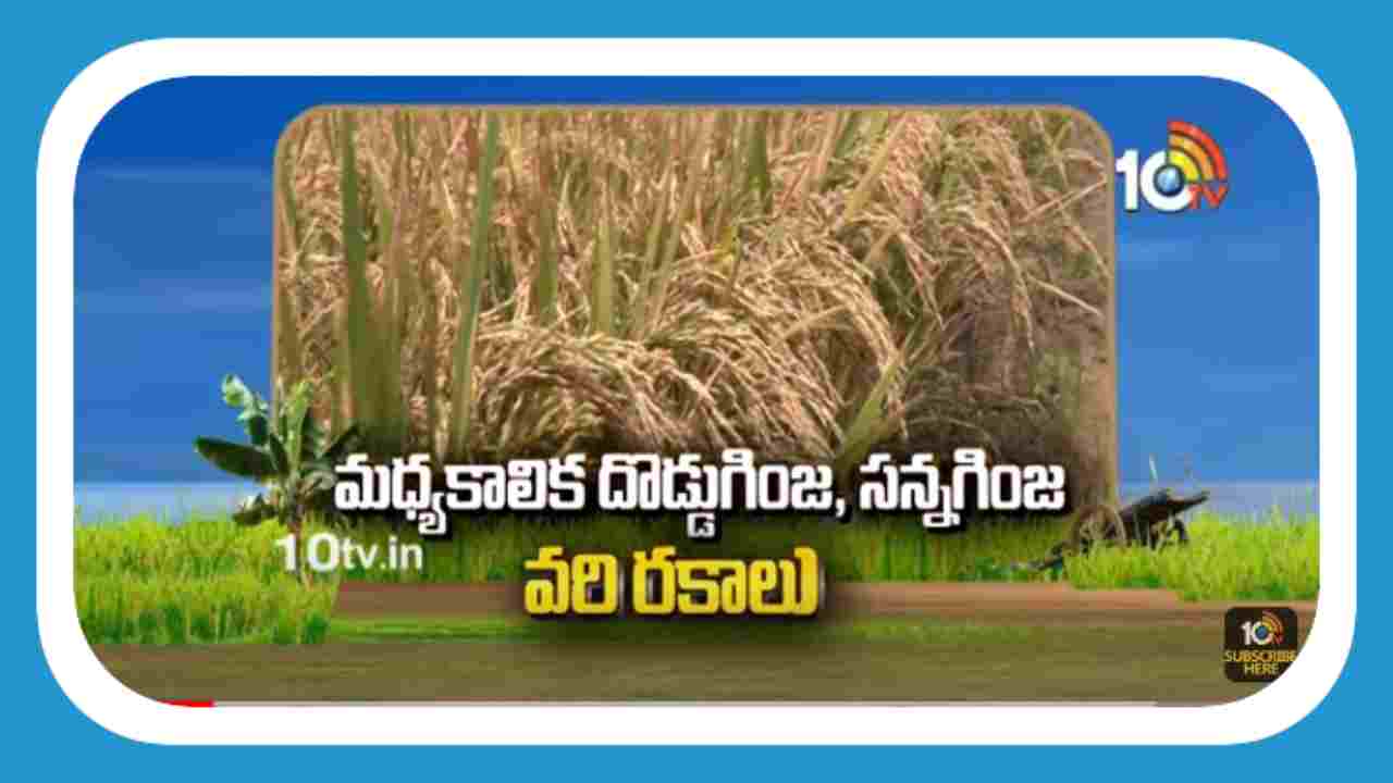 Rice Varieties : ఖరీఫ్ కు అనువైన మధ్యకాలిక దొడ్డుగింజ, సన్నగింజ వరి రకాలు