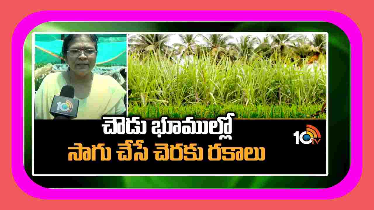 Varieties of Sugarcane : చౌడు భూములకు అనువైన చెరకు రకాలు