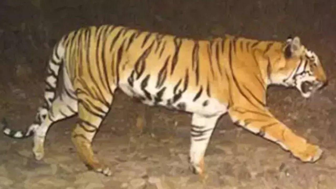 Tiger : నంద్యాల జిల్లాలో మహిళపై పెద్దపులి దాడికి యత్నం