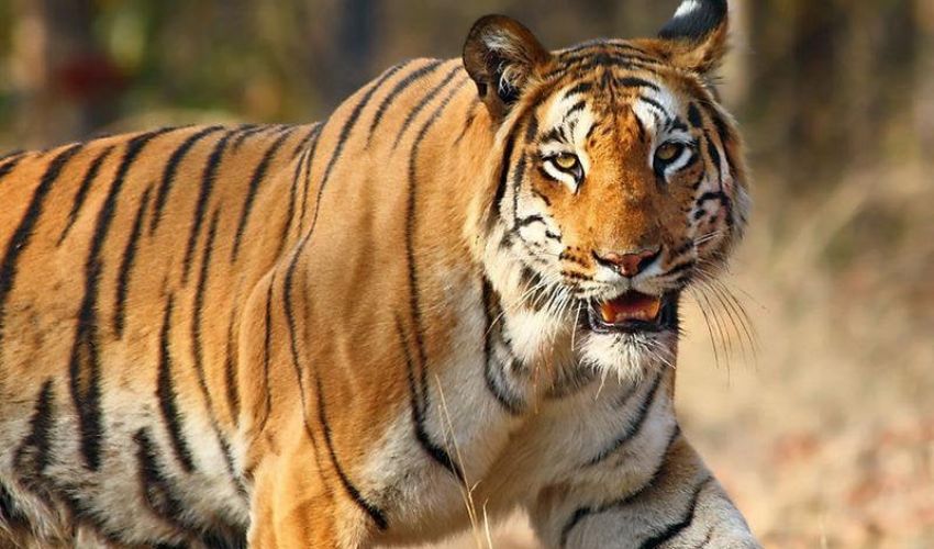 Tiger Attack on Cows : ఆవుల మందపై పెద్దపులి దాడి .. రెండు ఆవులు మృతి