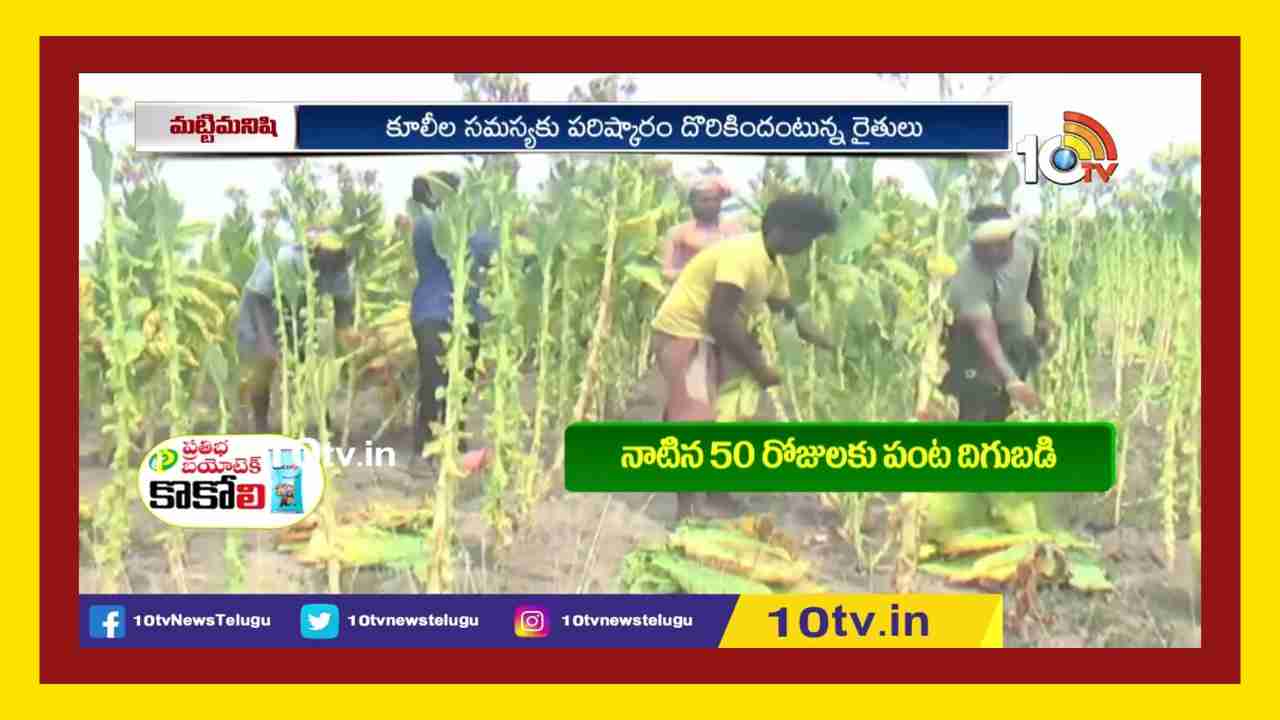 Tobacco Leaf Picking : పొగాకు ఆకులను దండకుట్టే మిషన్ తో తీరిన కూలీల సమస్య !
