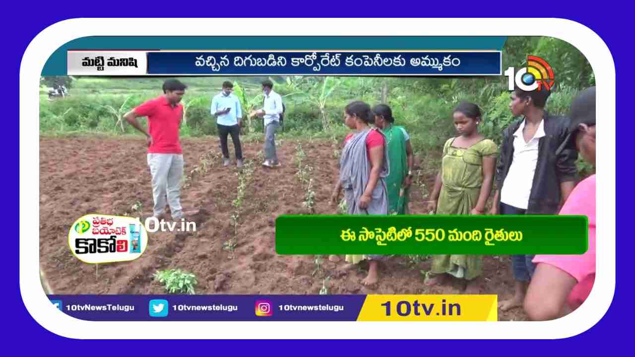 Tulsi Cultivation : తులసిసాగుతో అధిక ఆదాయం పొందుతున్న గిరిజనులు