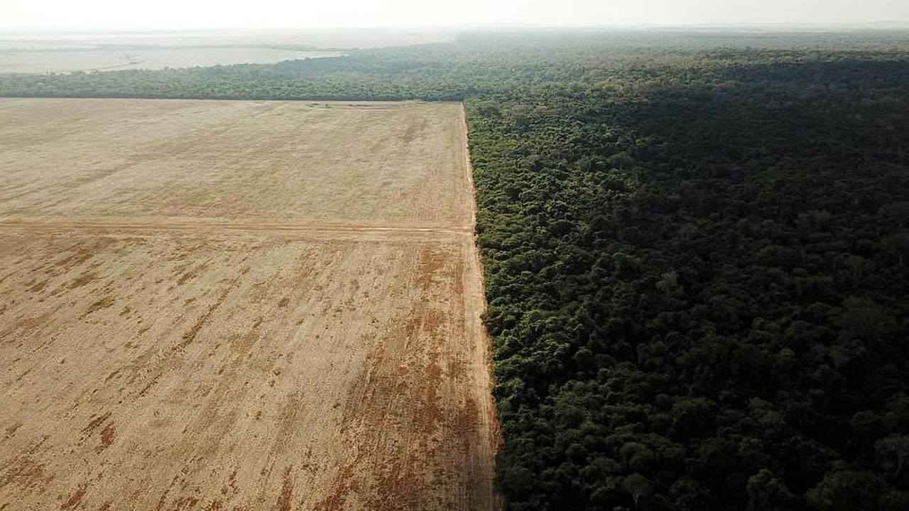 Forest: ఒక నిమిషానికి ఎంత అడవిని కోల్పోతున్నామో తెలిస్తే షాకవుతారు