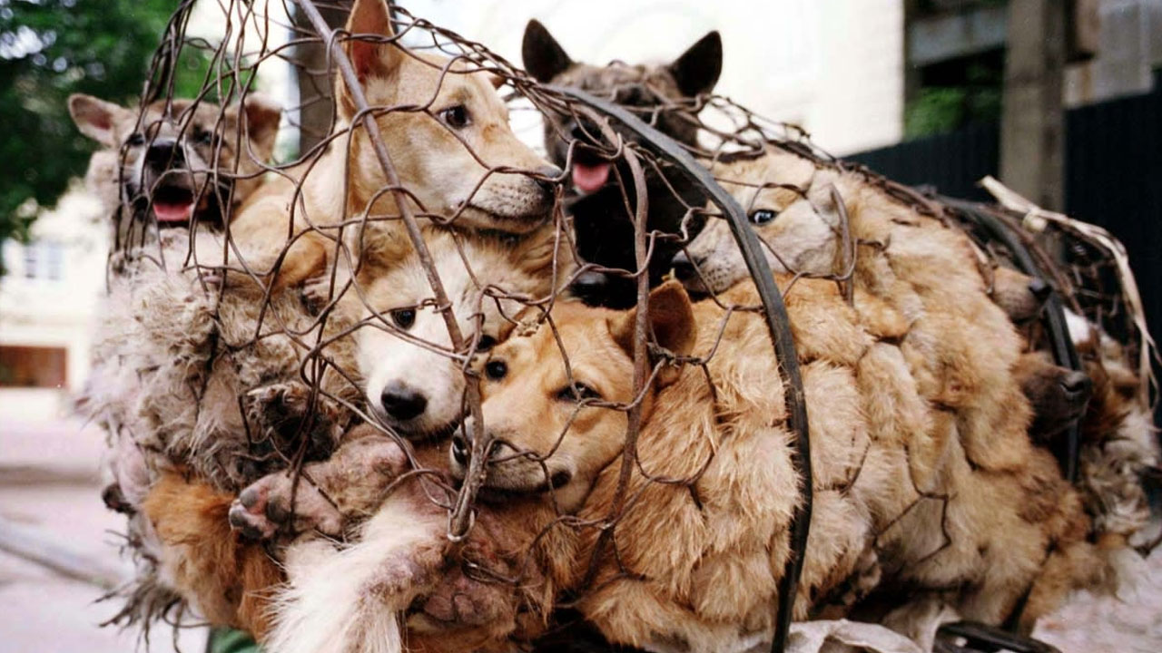 Gauhati High Court: కుక్క మాంసం అమ్మకాలపై ప్రభుత్వం విధించిన నిషేధాన్ని ఎత్తివేసిన హైకోర్టు