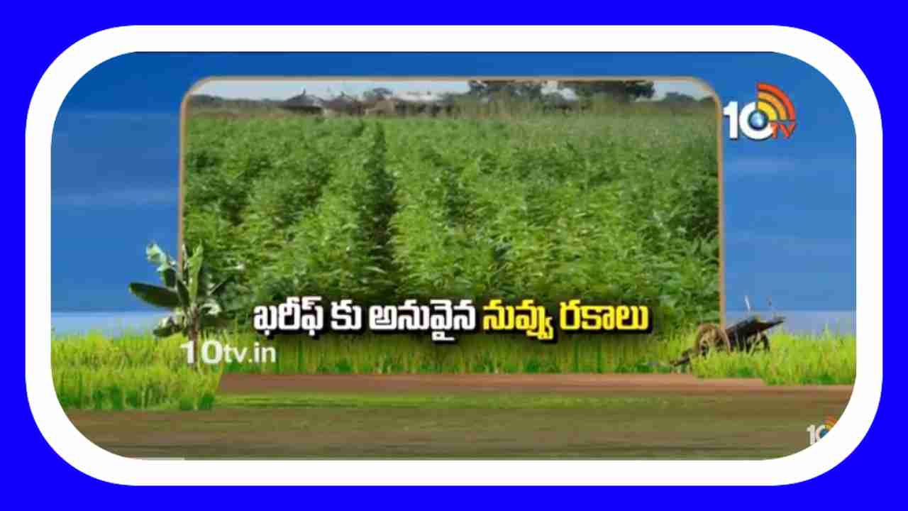 Sesame Farming : ఖరీఫ్ కు అనువైన నువ్వు రకాలు.. అధిక దిగుబడి కోసం చేపట్టాల్సిన యాజమాన్యం