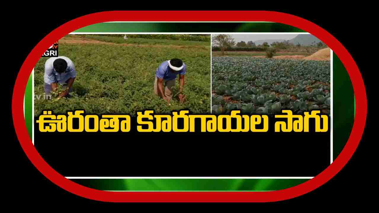 Vegetable Farming : కాక్ నూర్ కేరాఫ్ కూరగాయలు.. ఊరంతా కూరగాయల సాగు