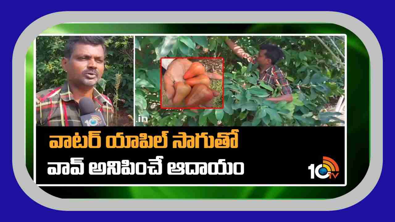 Water Apple Farming : వాటర్ యాపిల్ సాగుతో.. వావ్ అనిపించే ఆదాయం
