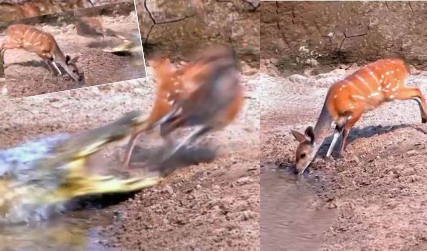 Anand Mahindra : వారెవ్వా..! మెసలి నుంచి వెంట్రుకవాసిలో తప్పించుకున్న జింక