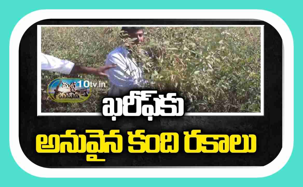 Toor Dal Farming : ఖరీఫ్ కు అనువైన కంది రకాలు