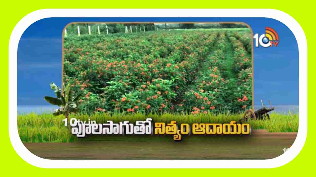 Income From Floriculture : కూరగాయలతో పాటు కనకాంబరాల సాగు… పూలసాగుతో నిత్యం ఆదాయం