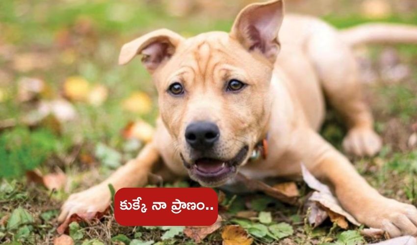 Tamilnadu : వీధికుక్క కోసం కుటుంబాన్నే వదిలేసిన వ్యక్తి .. తొమ్మిదేళ్లుగా దానితోనే జీవితం