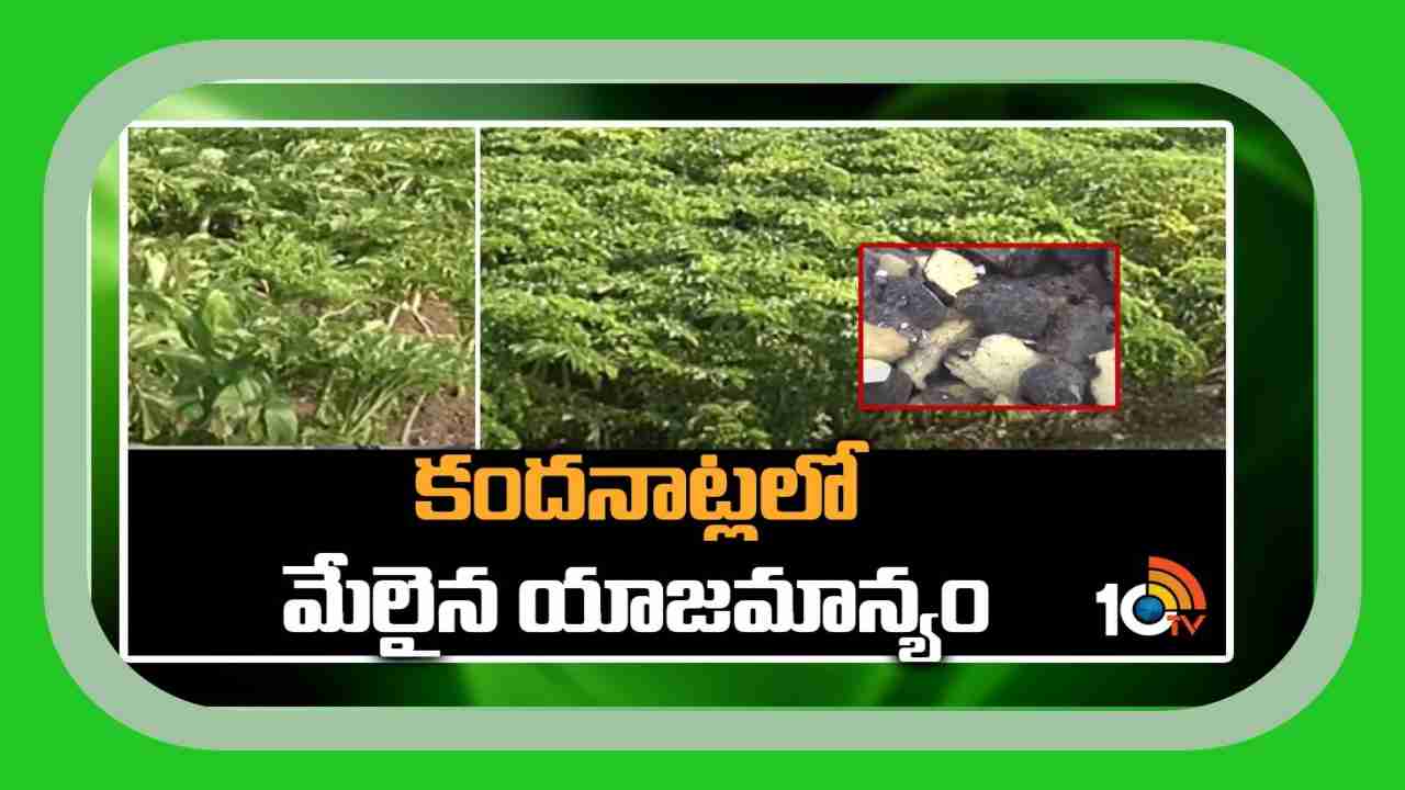 Planting Kanda : కంద నాటడానికి జూన్ నెల అనుకూలం.. అధిక దిగుబడుల కోసం చేపట్టాల్సిన మెళకువలు