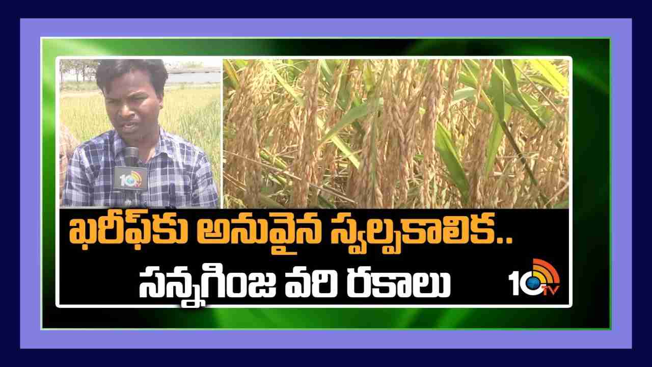 Rice Varieties : ఖరీఫ్ కు అనువైన స్వల్పకాలిక.. సన్నగింజ వరి రకాలు
