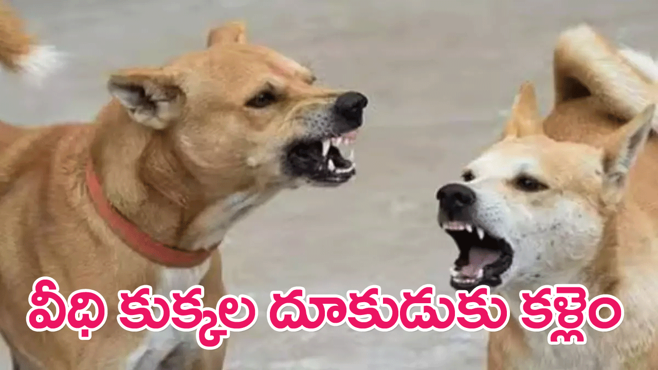 Aggressive Stray Dogs : వీధి కుక్కల కాటుకు కళ్లెం వేసేందుకు వినూత్న ప్రణాళిక