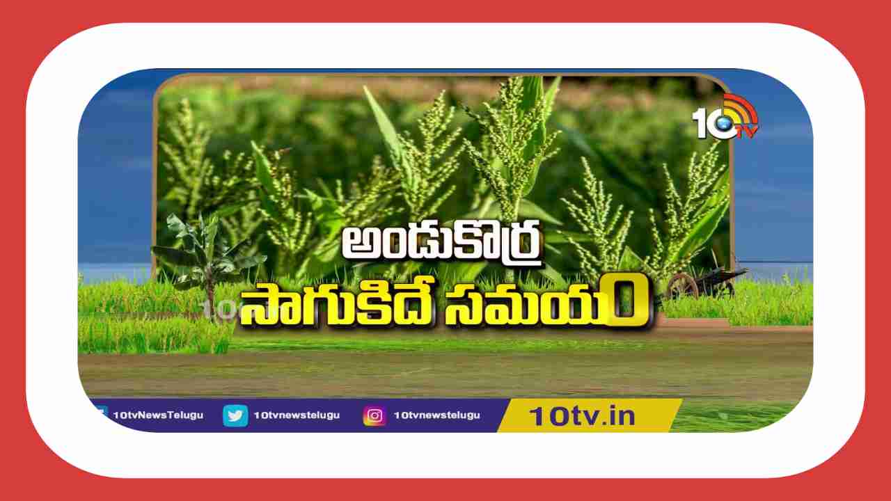 Korra Cultivation : అండు కొర్రల సాగులో అధిక దిగుబడుల కోసం చేపట్టాల్సిన  మేలైన యాజమాన్య పద్ధతులు