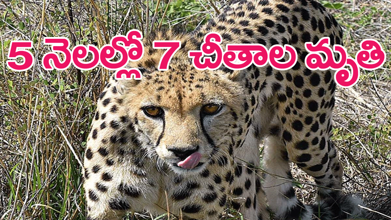 Kuno National Park : కునో నేషనల్ పార్కులో మరో చీతా మృతి..ఐదు నెలల్లో 7 చీతాల మృతి