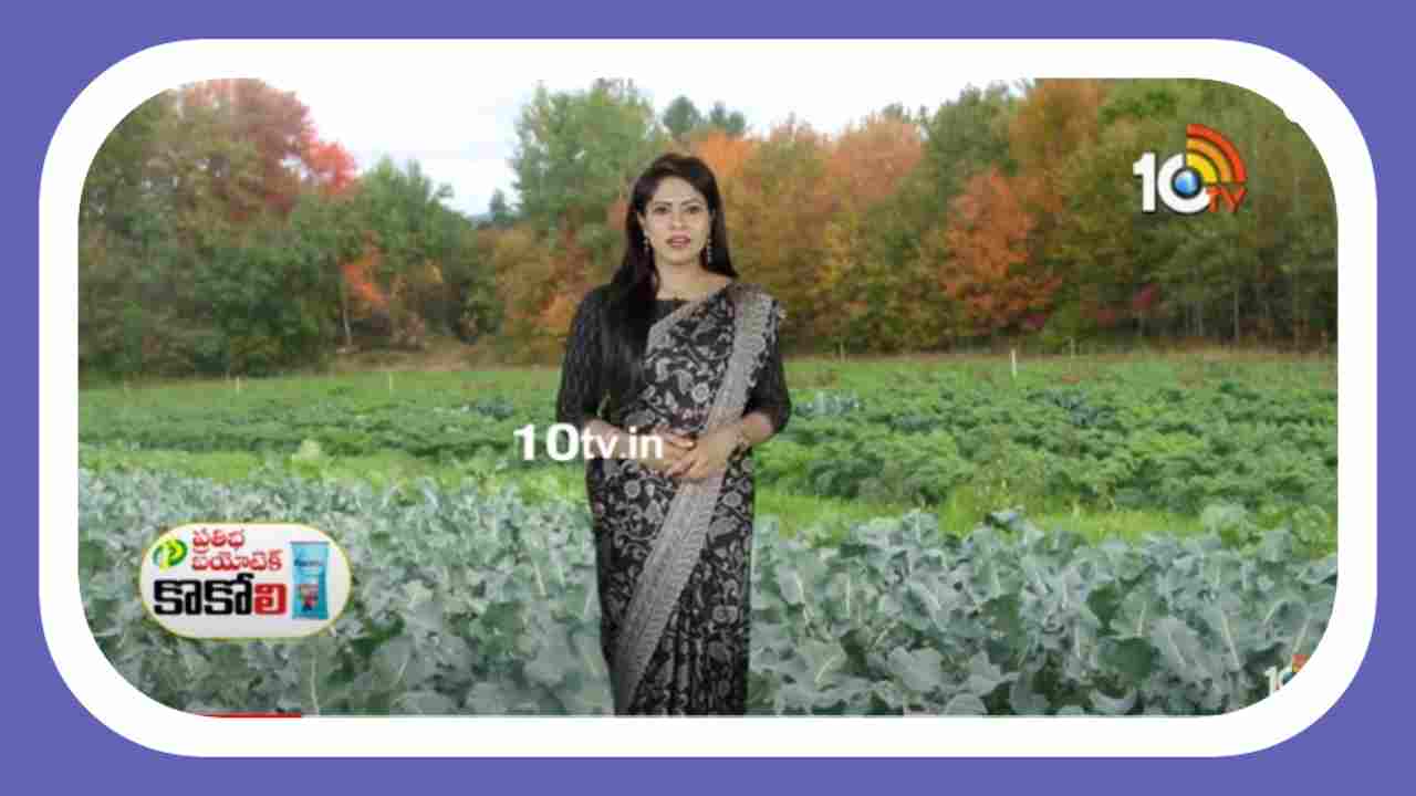 Cabbage and Cauliflower : క్యాబేజీ, క్యాలీఫ్లవర్ పంటలకు నల్లి బెడద.. నివారిస్తే మంచి దిగుబడులు