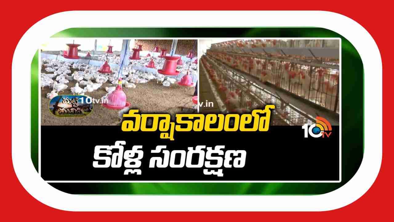 Care Of Poultry : వర్షాకాలంలో కోళ్లపై రోగాల దాడి.. యాజమాన్యంలో జాగ్రత్తలు