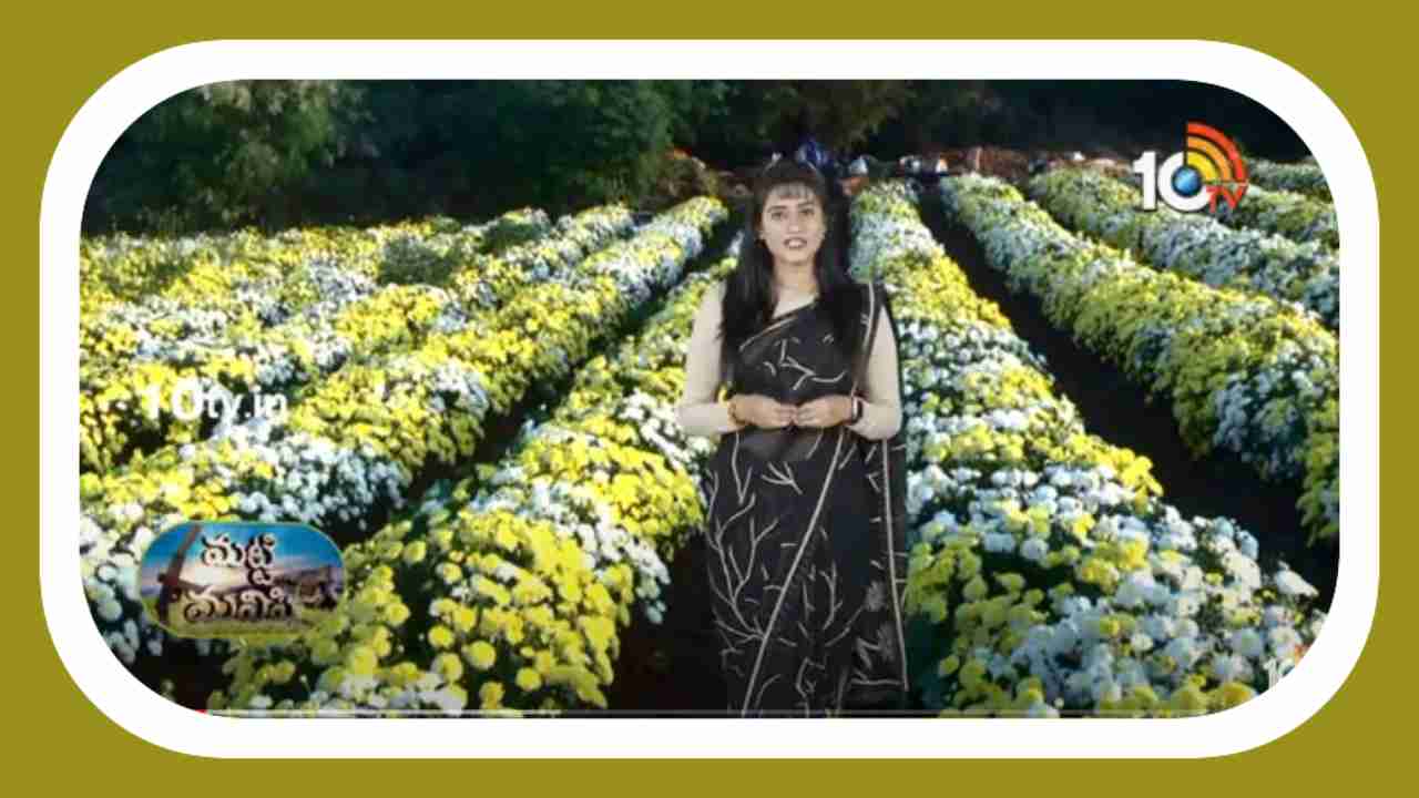 Chamanthi Flower Cultivation : చామంతి పూలసాగులో కొమ్మకత్తిరింపులు, మొక్కలు నాటడంలో మెళకువలు