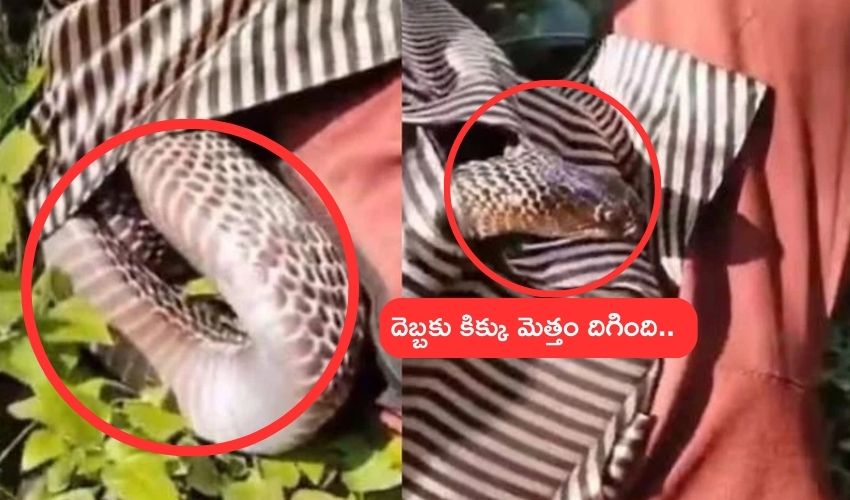 Cobra In Man Shirt : మందుబాబు షర్టులో దూరిన కింగ్ కోబ్రా .. వెన్నులో ఒణుకు పుట్టించే వీడియో