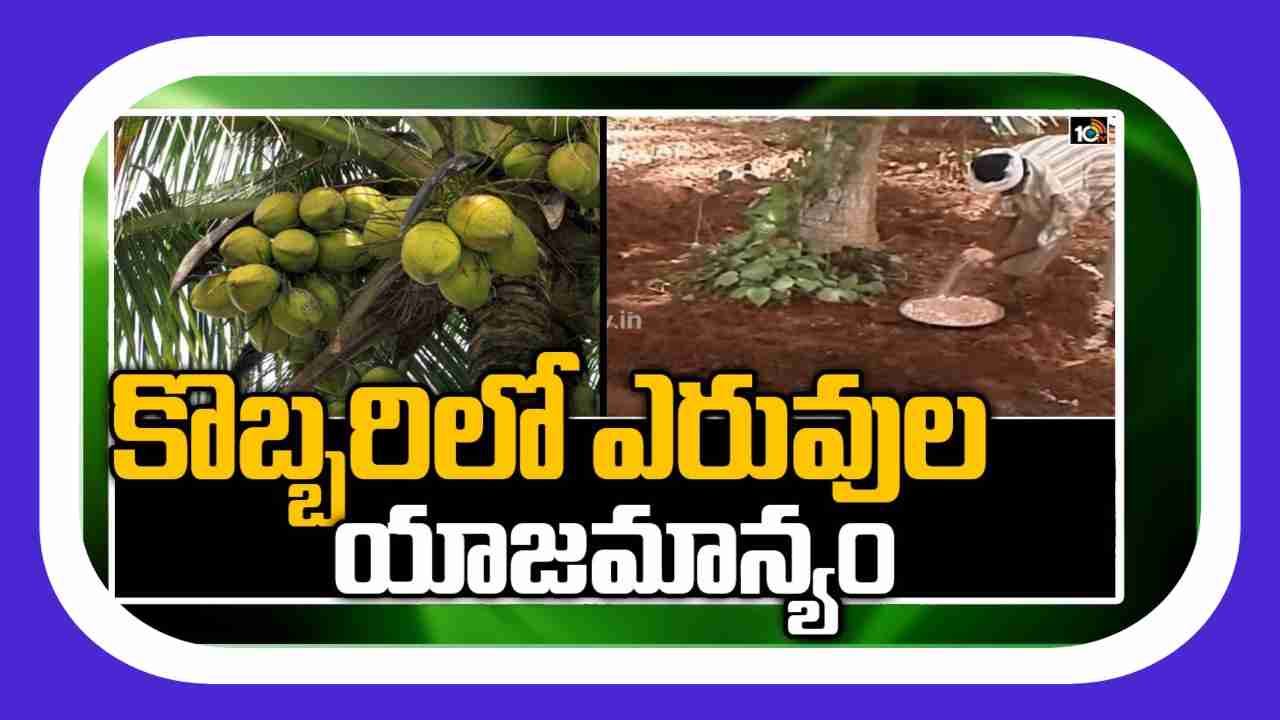 Coconut Farming : కొబ్బరి తోటల్లో తొలకరి ఎరువుల యాజమాన్యం.. అధిక దిగుబడుల కోసం చేపట్టాల్సిన జాగ్రత్తలు