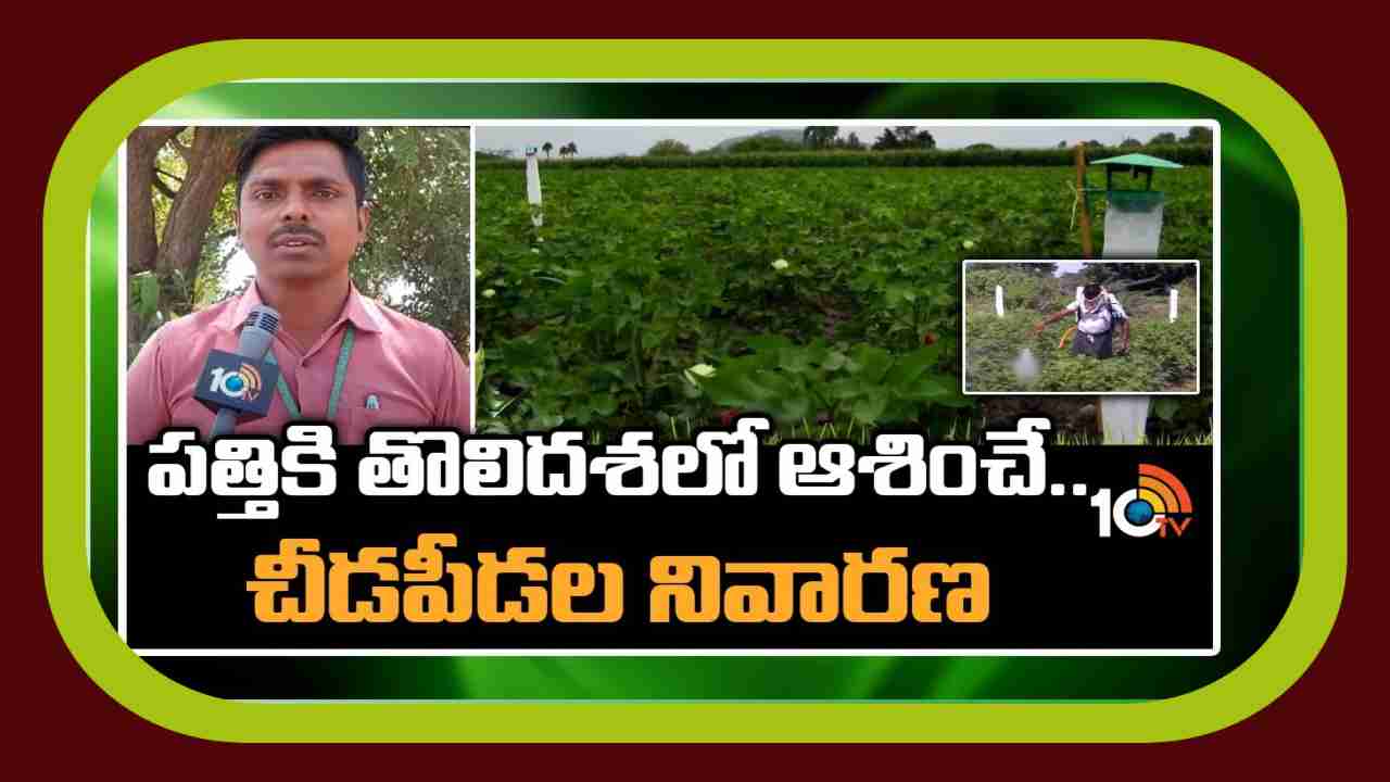 Cotton Cultivation : పత్తికి తొలిదశలో ఆశించే చీడపీడల నివారణ