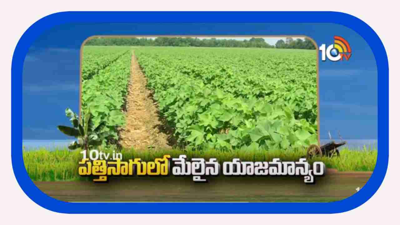 Cotton Cultivation : పత్తిసాగుకు సన్నద్దమవుతున్న రైతులు.. సాగులో మేలైన యాజమాన్యం