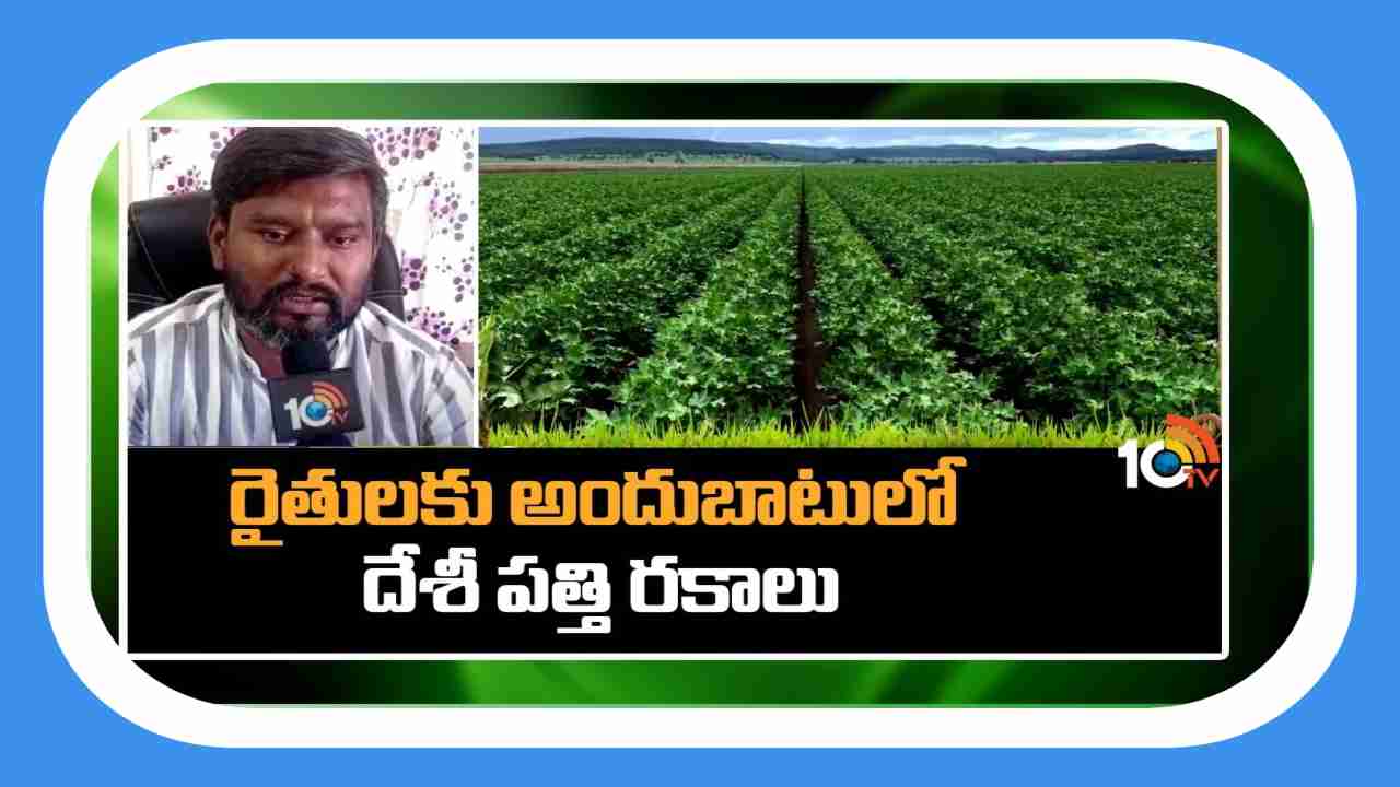 Cotton Varieties : రైతులకు అందుబాటులో దేశీ పత్తి రకాలు