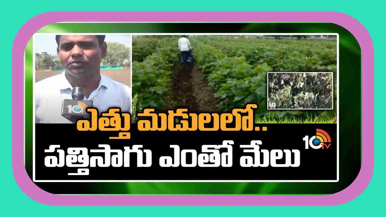 Cotton Cultivation : ఎత్తు మడులలో.. పత్తిసాగు ఎంతో మేలు