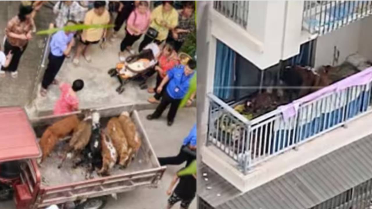 Cows on Apartment Balcony : అపార్ట్‌మెంట్ బాల్కనీలో ఆవుల్ని పెంచుతున్న యజమాని .. ఎన్నో ఫ్లోర్‌లోనో తెలుసా..?