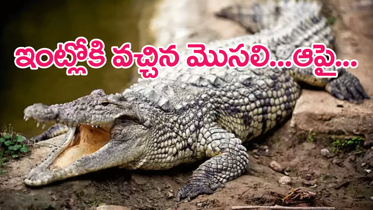 Crocodile Enters House : కృష్ణా నదీ తీరంలోని ఇంట్లోకి వచ్చిన మొసలి…ఆపై ఏం జరిగిందంటే…