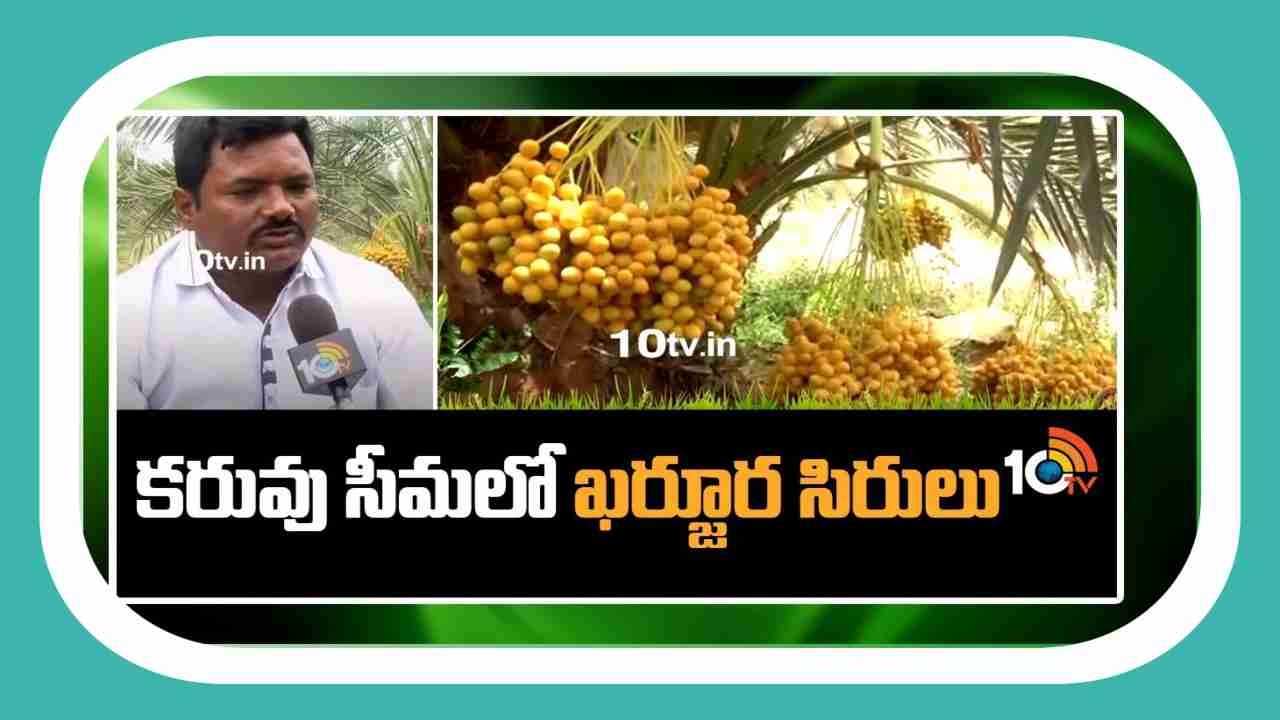 Cultivation of Dates : కరువు సీమలో ఖర్జూర సిరులు