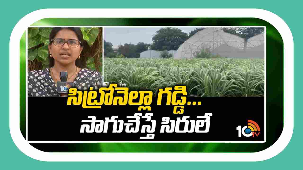 Cultivation of Citronella : సిట్రోనెల్లా గడ్డి సాగుతో సిరుల పంట.. ఒక్కసారి నాటితే 5 ఏళ్లు దిగుబడి
