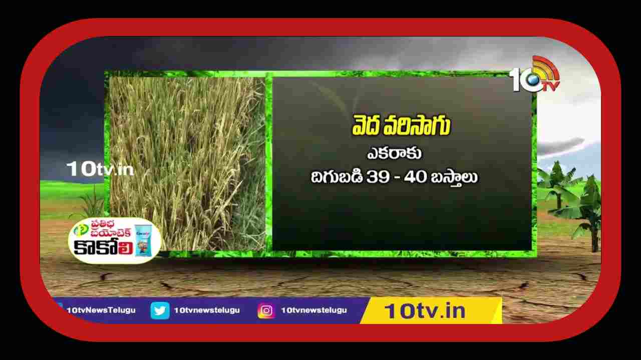 Cultivation of Paddy : ఆ ఊర్లో మొత్తం.. వెదపద్ధతిలోనే వరిసాగు