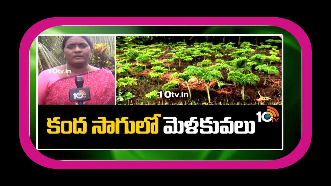 Kanda Yam Cultivation : కంద సాగుతో మంచి ఆదాయం.. అధిక దిగుబడుల కోసం యాజమాన్య పద్ధతులు