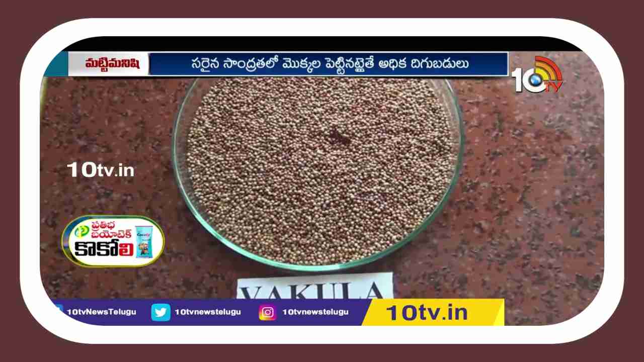 Finger Millet Cultivation : రాగిసాగుకు మేలైన రకాల ఎంపికతోనే అధిక దిగుబడి