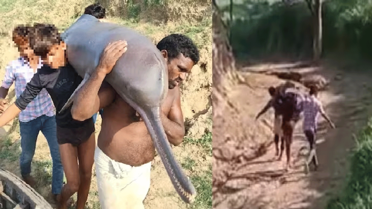 Fishermen Eat Dolphin : యమునా నదిలో డాల్ఫిన్…పట్టుకొని తిన్న మత్స్యకారులు
