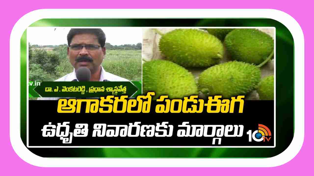 Controlling Fruit Flies : ఆగాకరలో పండుఈగ ఉధృతి.. సమగ్ర సస్యరక్షణ చర్యలతోనే నివారణ