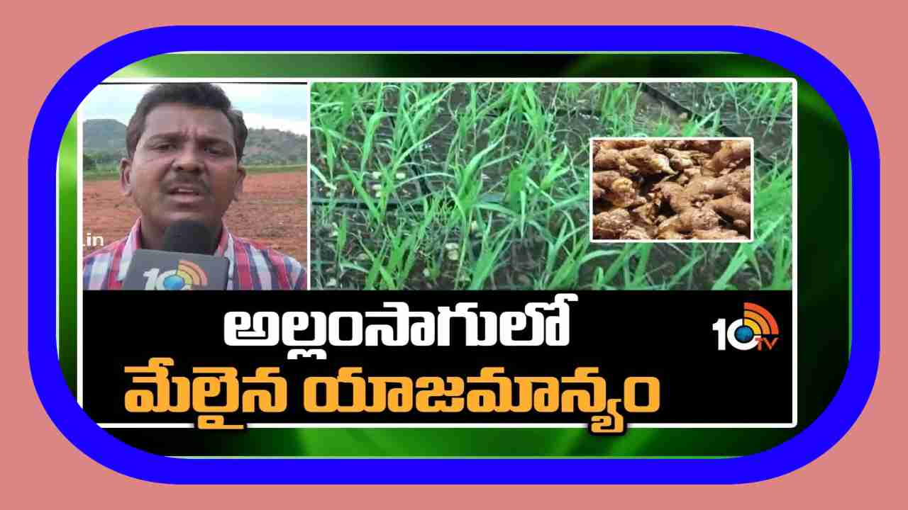 Ginger Varieties : ఖరీఫ్ కు అనువైన అల్లం రకాలు.. అధిక దిగుబడికోసం మేలైన యాజమాన్యం