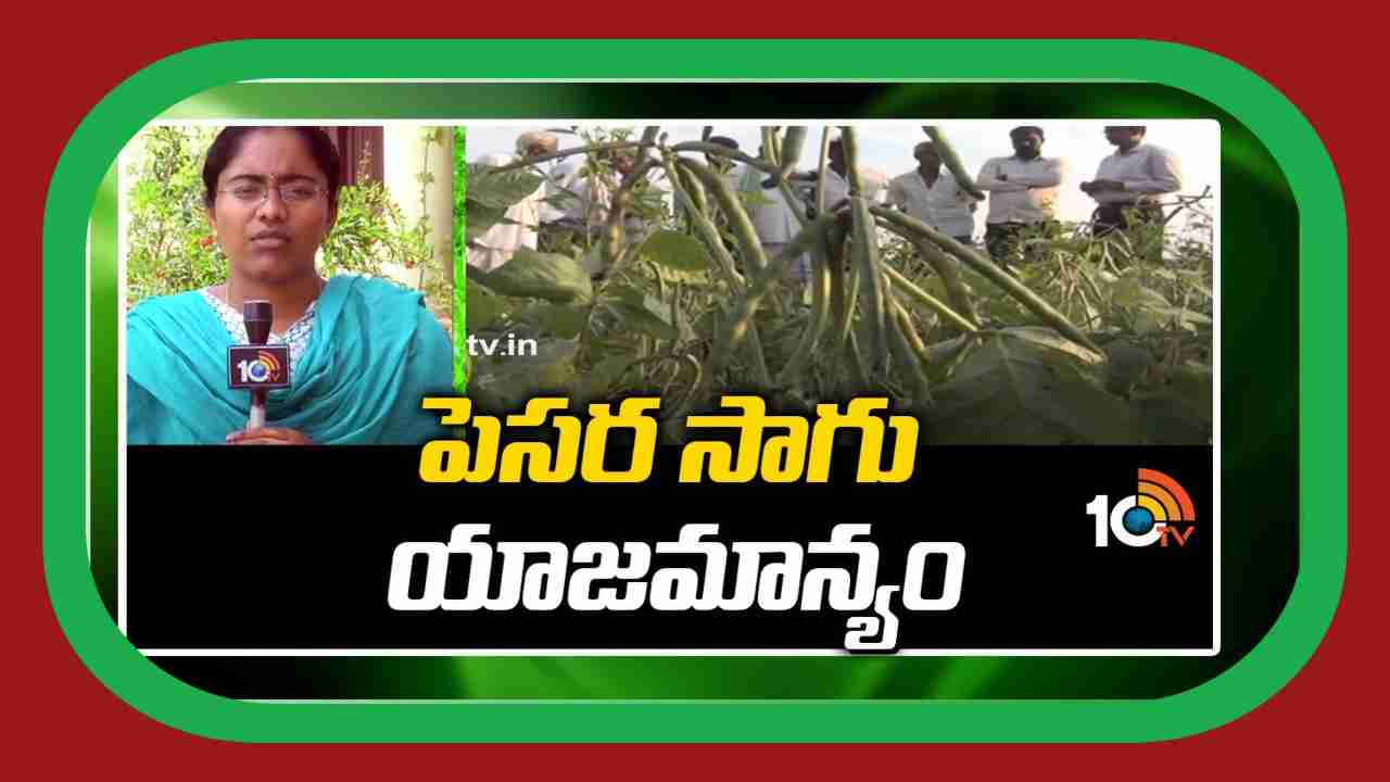 Green Gram Cultivation : ఖరీఫ్ కు అనువైన పెసర రకాలు.. అధిక దిగుబడుల కోసం మేలైన యాజమాన్యం