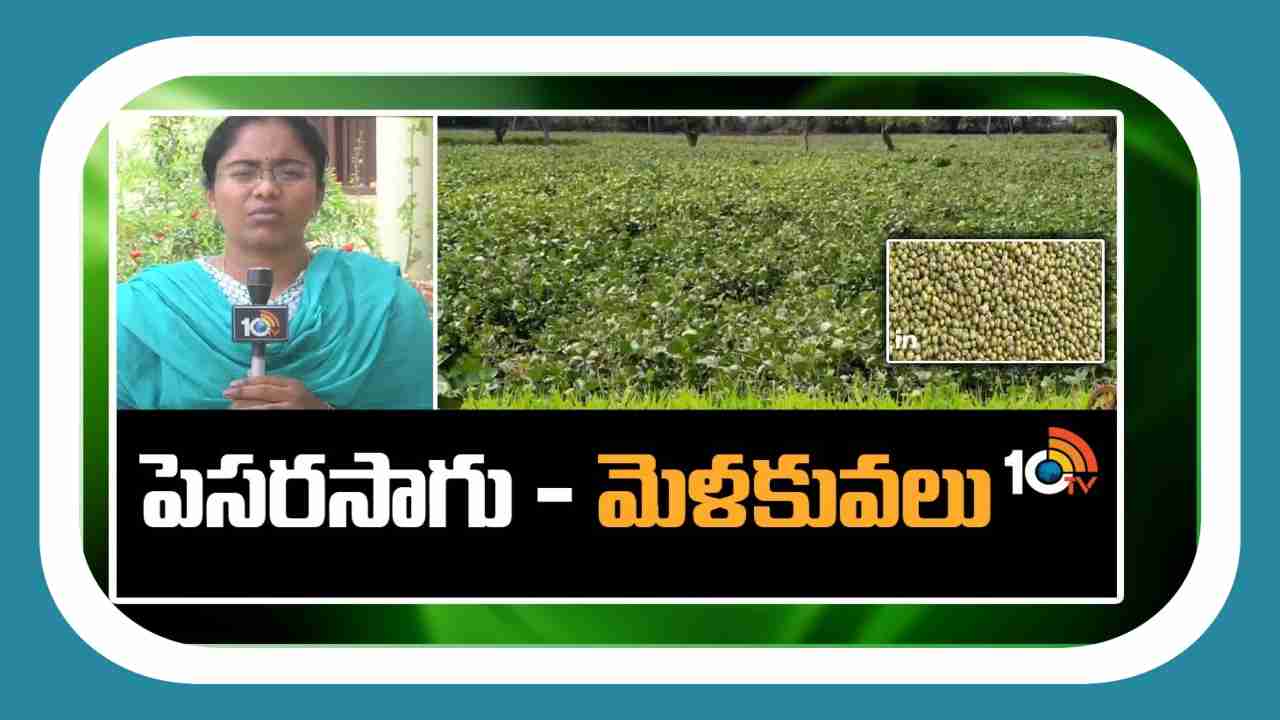 Green Gram Cultivation : ఖరీఫ్ లో వర్షాధారంగా పెసర సాగుతో మంచి ఆదాయం