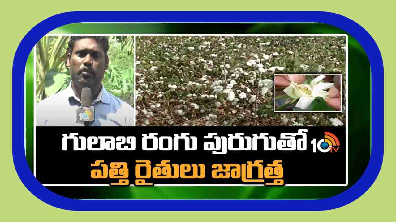 Gulabi Rangu Purugu : పత్తికి గులాబి పురుగు బెడద.. అదిలోనే అరికట్టాలంటున్న శాస్త్రవేత్తలు