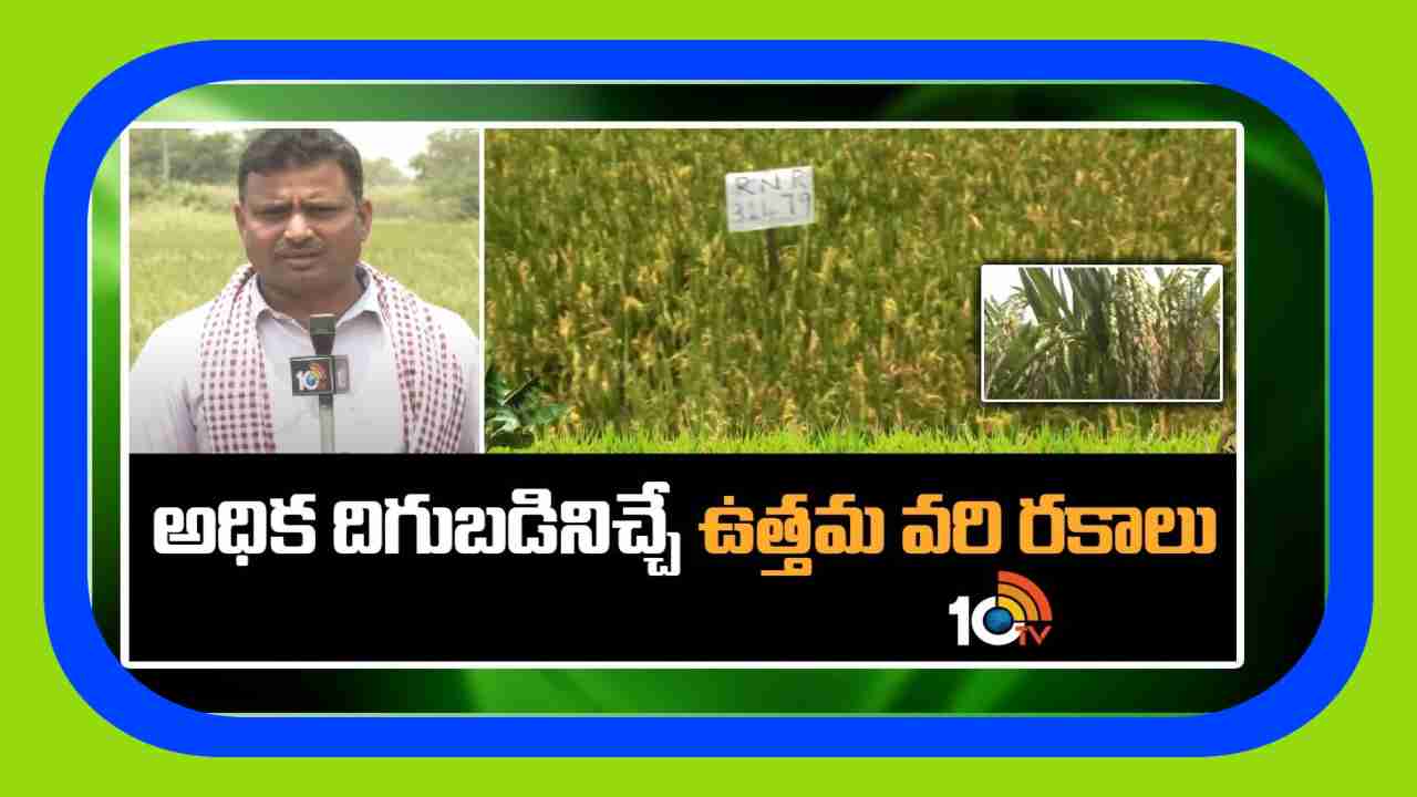 High Yielding Rice Varieties : రైతులకు అందుబాటులో నూతన వరి రకాలు