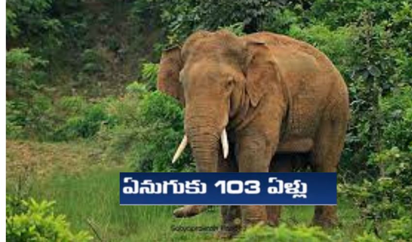 Highest Living Elephent : 103 ఏళ్లు పూర్తి చేసుకున్న ఏనుగు .. వత్సలను వరించనున్న గిన్నిస్‌ రికార్డు