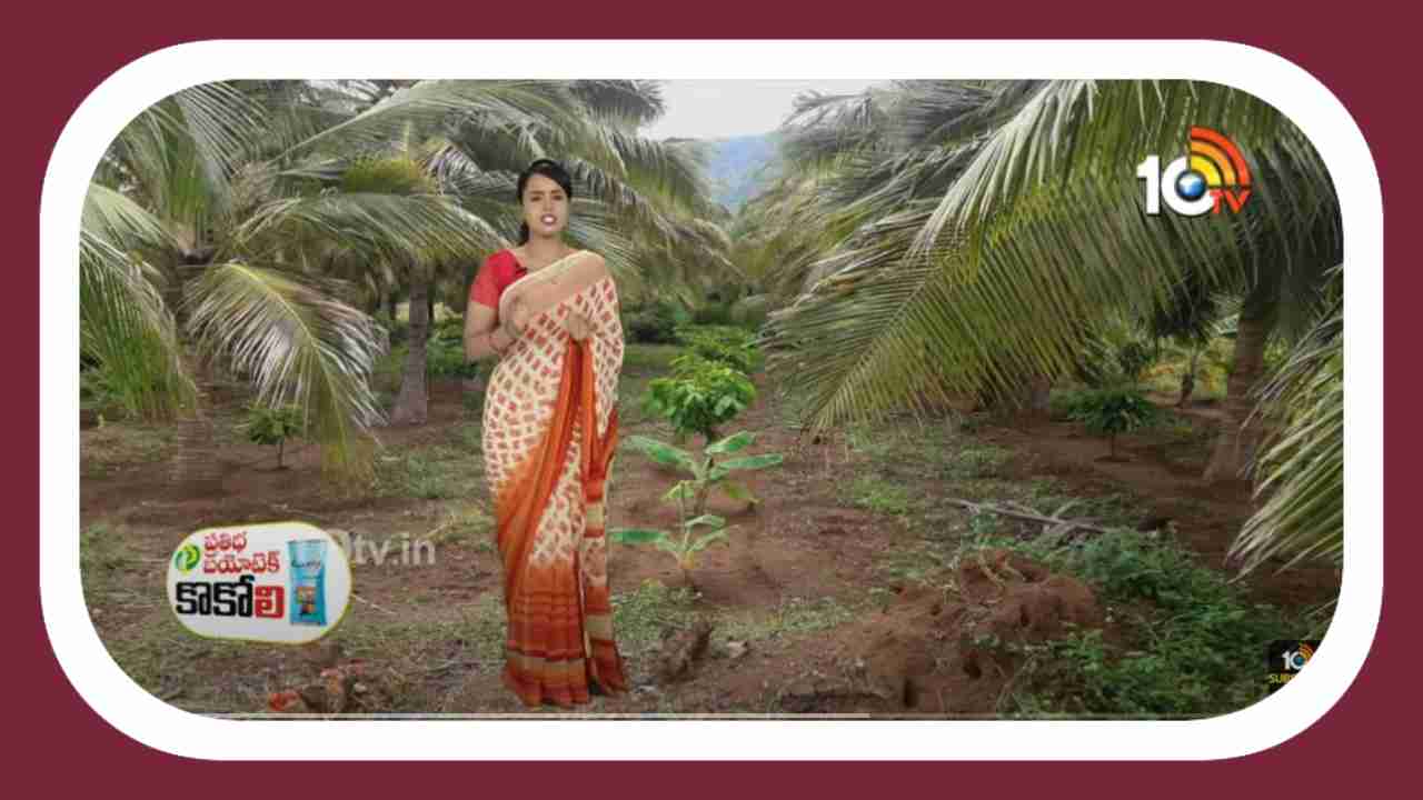 Intercropping in Coconut Plantation : కొబ్బరితోటలో అంతర పంటగా తోటకూర సాగు