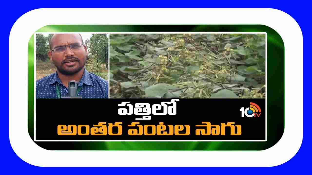 Intercropping : అంతర పంటల సాగుతో అదనపు ఆదాయం, చీడపీడల నుండి పంటకు రక్షణ